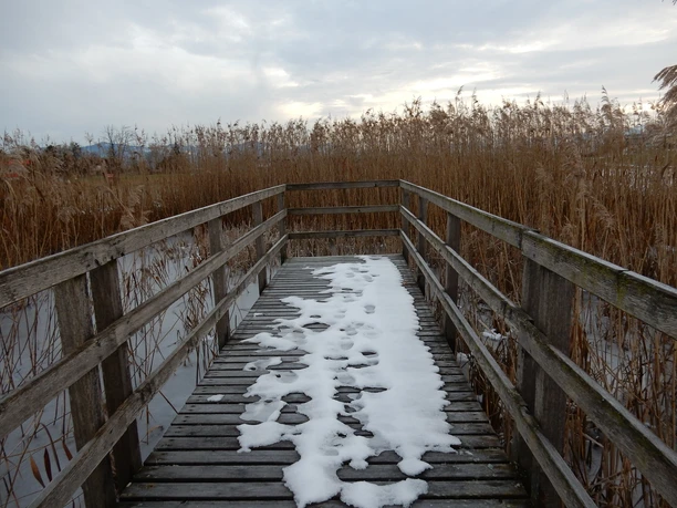 Winteraspekt beim Langacher-Weiher