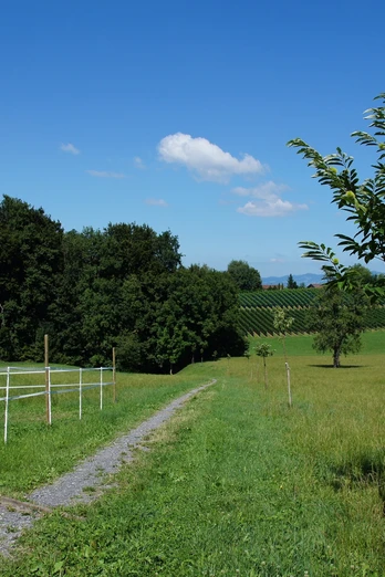 Neue Edelkastanienreihe entlang des Pilgerweges beim Rundweg