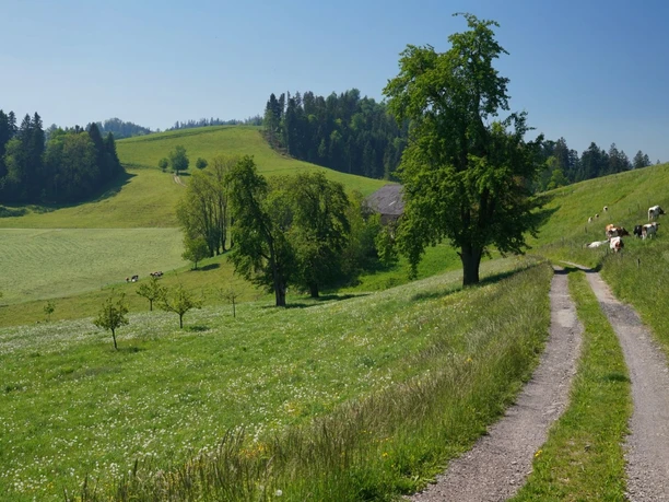 Aufstieg Richtung Mörisegg