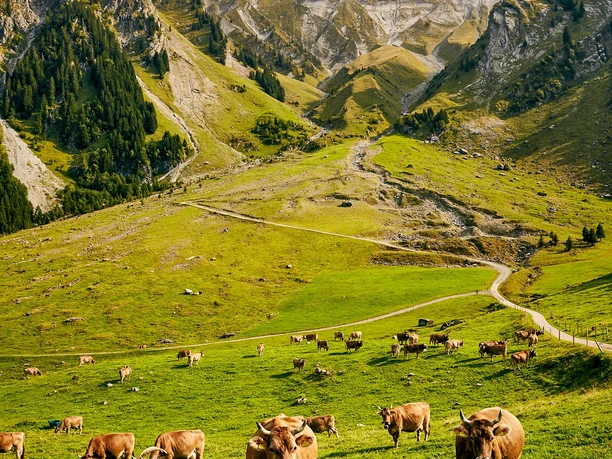 Wandergenossen auf dem Wanderweg Rossweid - Blattenegg