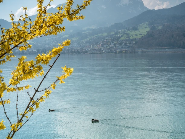 Seeuferweg im Frühling