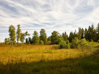 Herbstliches Moor beim Mettilimoos