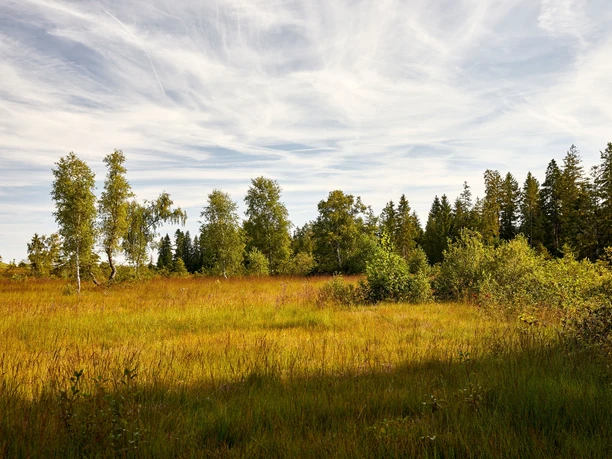 Herbstliches Moor beim Mettilimoos