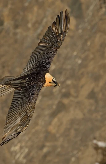 Bartgeier Melchsee-Frutt