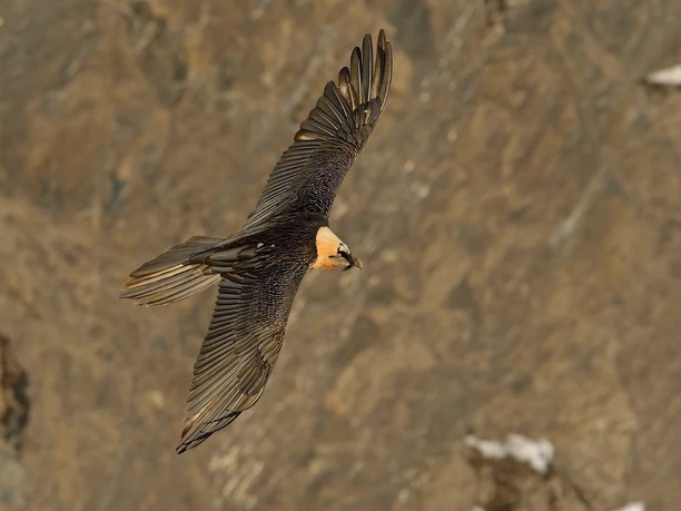 Bartgeier Melchsee-Frutt
