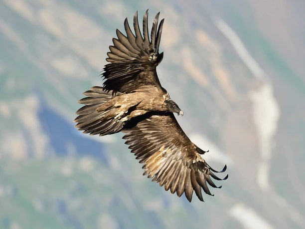 Bartgeier Melchsee-Frutt