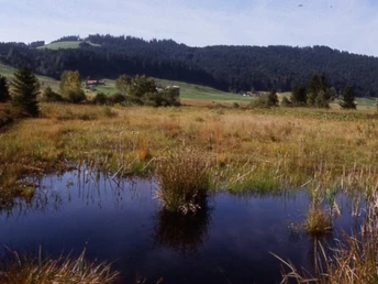 Hochmoor von Rothenthurm