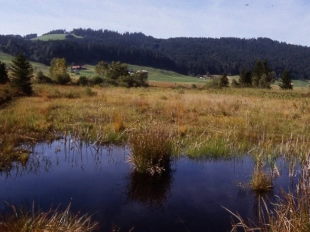 Hochmoor von Rothenthurm