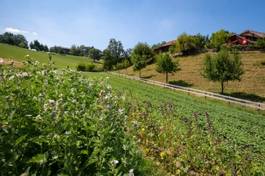 Kräuterfeld in Hergiswil bei Willisau