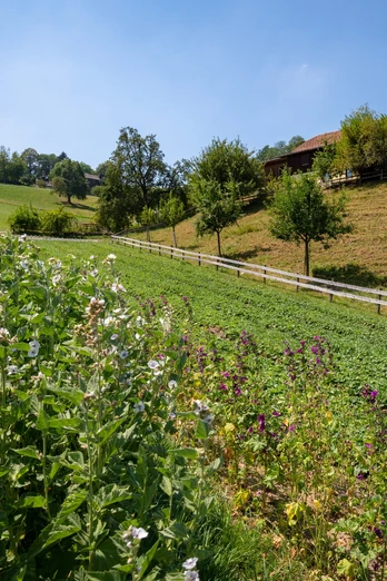 Kräuterfeld in Hergiswil bei Willisau
