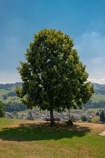 Feuerstelle Hickern ob Hergiswil LU