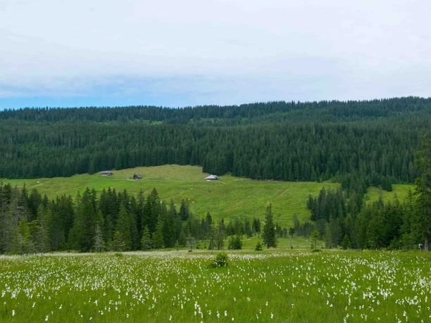 Wiese im Moorgebiet