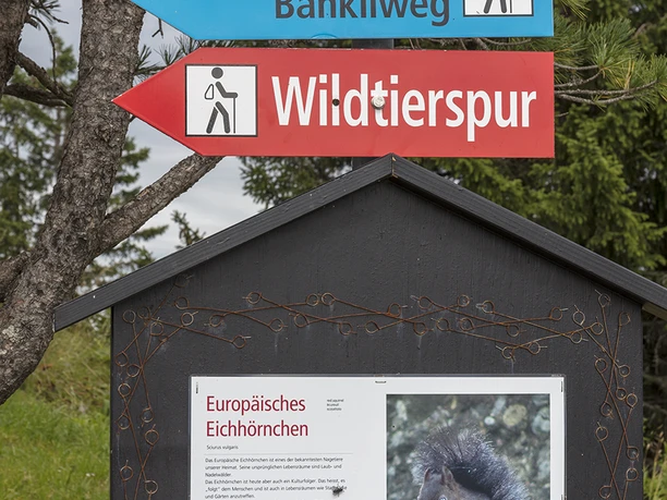Wildtierspur