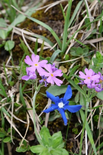 Mehlprimel und Enzian: Die Ibergeregg ist ein einzigartiger Lebensraum für Pflanzen.