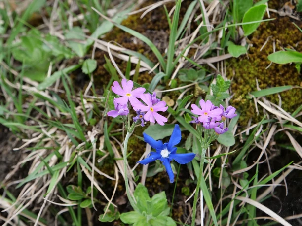 Mehlprimel und Enzian: Die Ibergeregg ist ein einzigartiger Lebensraum für Pflanzen.