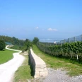 Der Grosse Rundweg Leutschen führt vorbei an den Rebstöcken der Klosterkellerei vom Kloster Einsiedeln.