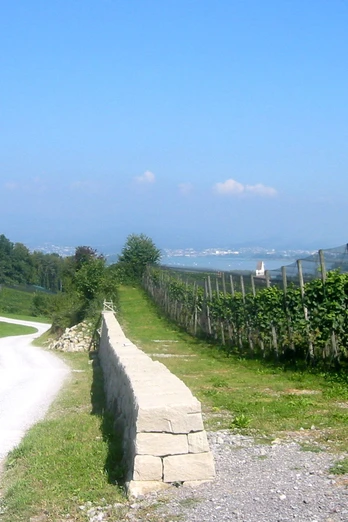 Der Grosse Rundweg Leutschen führt vorbei an den Rebstöcken der Klosterkellerei vom Kloster Einsiedeln.