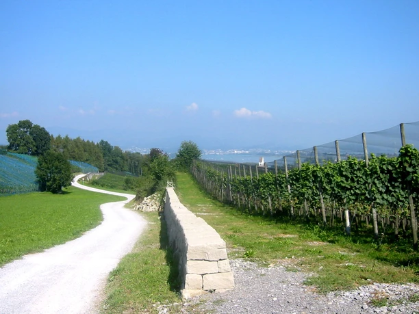 Der Grosse Rundweg Leutschen führt vorbei an den Rebstöcken der Klosterkellerei vom Kloster Einsiedeln.
