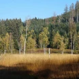 Herbstlich gefärbtes Hochmoor Enzenau