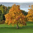 Auf dem Rundweg Feusisberg Dorf trifft man auf eine wunderschöne Landschaft.