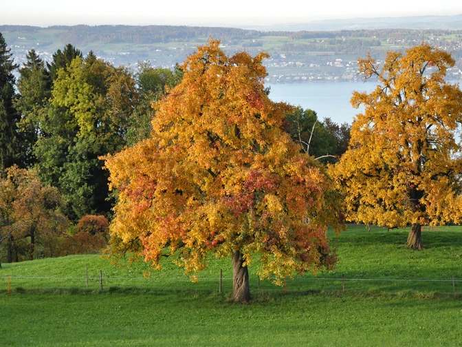 Auf dem Rundweg Feusisberg Dorf trifft man auf eine wunderschöne Landschaft.