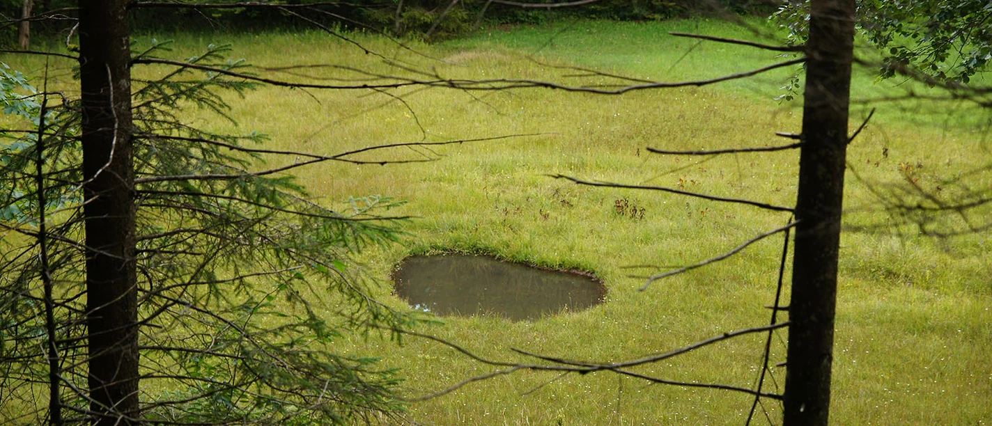 Auf dem Rundweg Dreiwässern trifft man auf viele Teiche und Tümpel in der Natur.