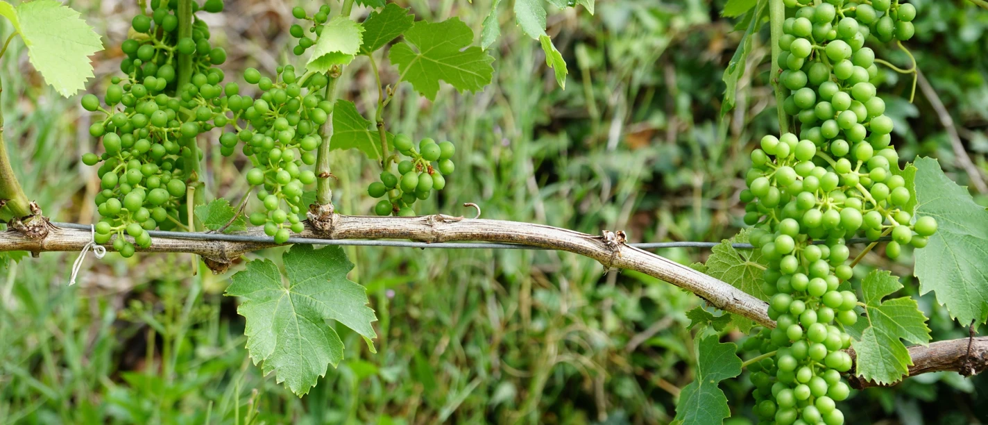 Reich behangene Rebstöcke in den Rebbergen Leutschen.