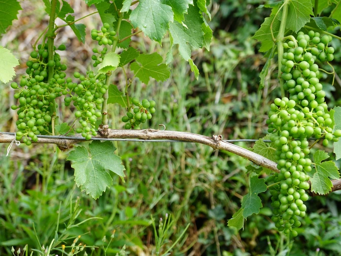 Reich behangene Rebstöcke in den Rebbergen Leutschen.