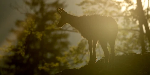 Überbleibsel des Bergsturzes findest du im Tierpark Goldau
