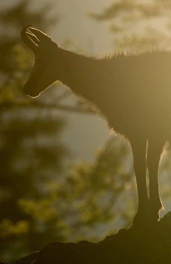 Überbleibsel des Bergsturzes findest du im Tierpark Goldau