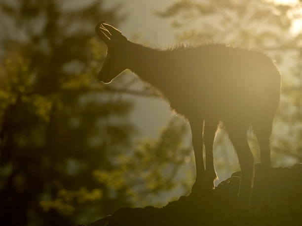 Überbleibsel des Bergsturzes findest du im Tierpark Goldau
