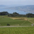 Blick auf den Zürichsee