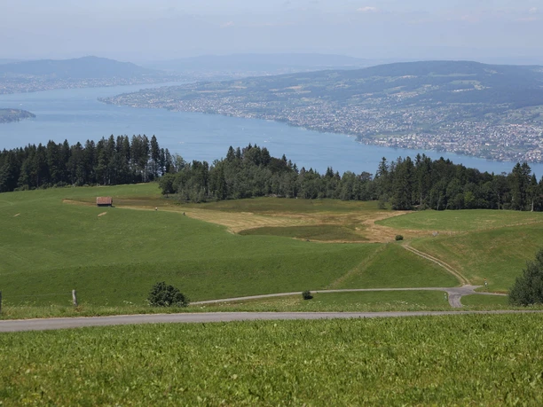 Blick auf den Zürichsee