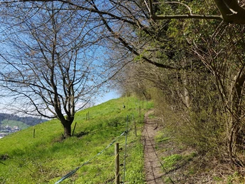 Aufstieg bei Nebikon Richtung Santeberg