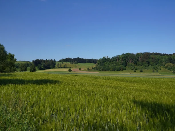 Typische Landschaft in der Nähe von Nebikon