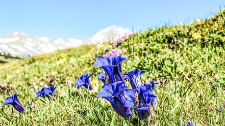 Bergblumenpfad Trübsee
