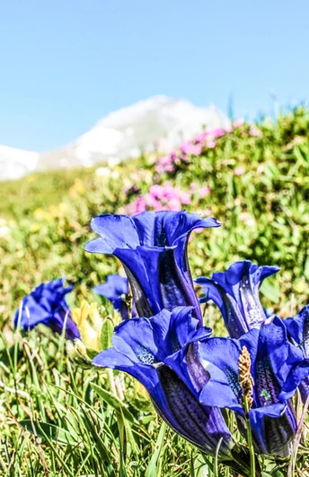 Bergblumenpfad Trübsee