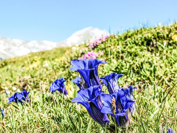 Bergblumenpfad Trübsee
