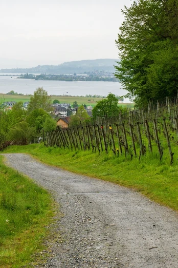 Weingut Irsslinger in Wangen