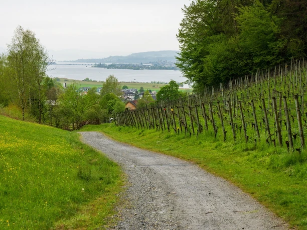 Weingut Irsslinger in Wangen