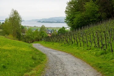 Weingut Irsslinger in Wangen