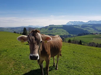 Auch das Gusti geniesst die Sonnenstrahlen im April
