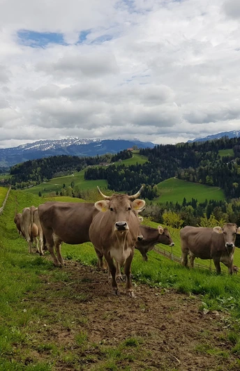 Bei der Längebüelschür, im Hintergrund rechts unser Ziel Menzberg.