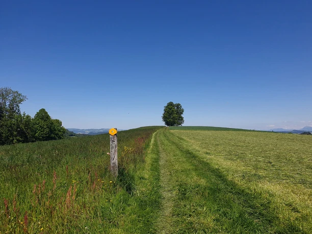 Weg zur Honegg-Linde