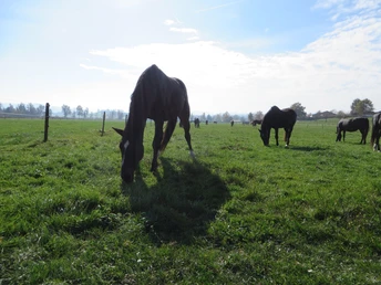 Pferde im Wauwilermoos