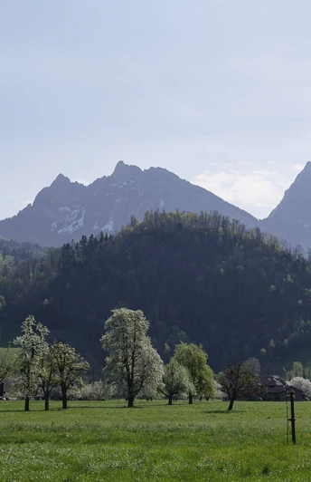 Blühende Bäume mit den Mythen im Hintergrund