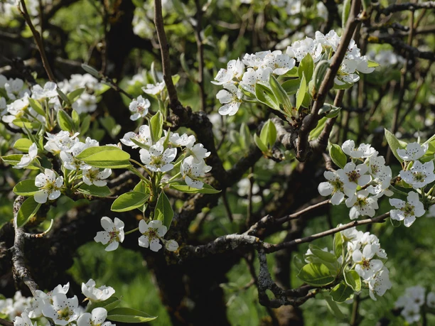 Blüten