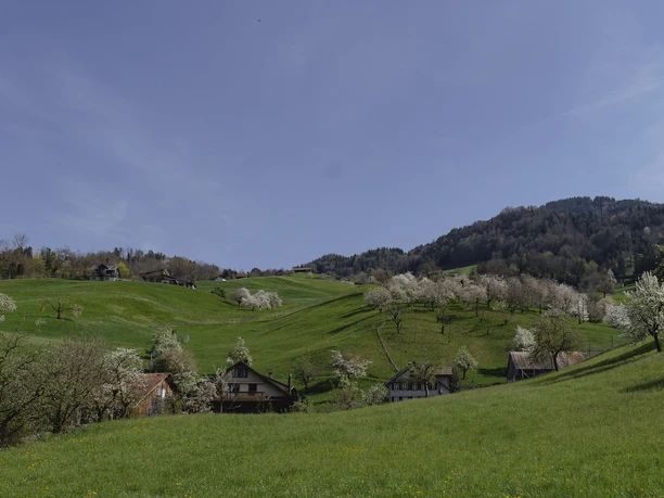 Bluescht in Steinen