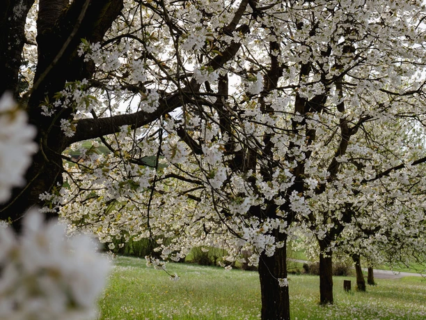 Blühende Bäume Altendorf
