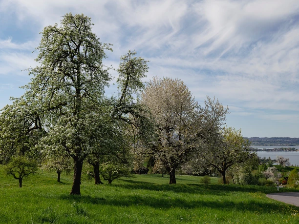 Blühende Bäume Altendorf